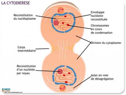 cours ifsi la cellule - La cytodiérèse