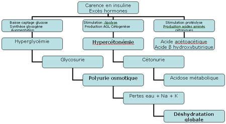 Cours IFSI - Endocrinologie- Les urgences chez le diabétique |  Infirmiers.com