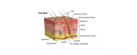 Anatomie de la peau