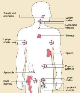 système immunitaire anatomie