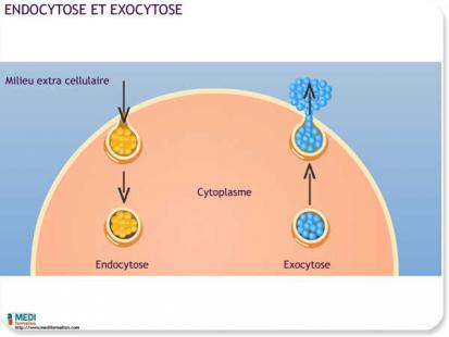 Mécanismes d’endocytose et d’exocytose